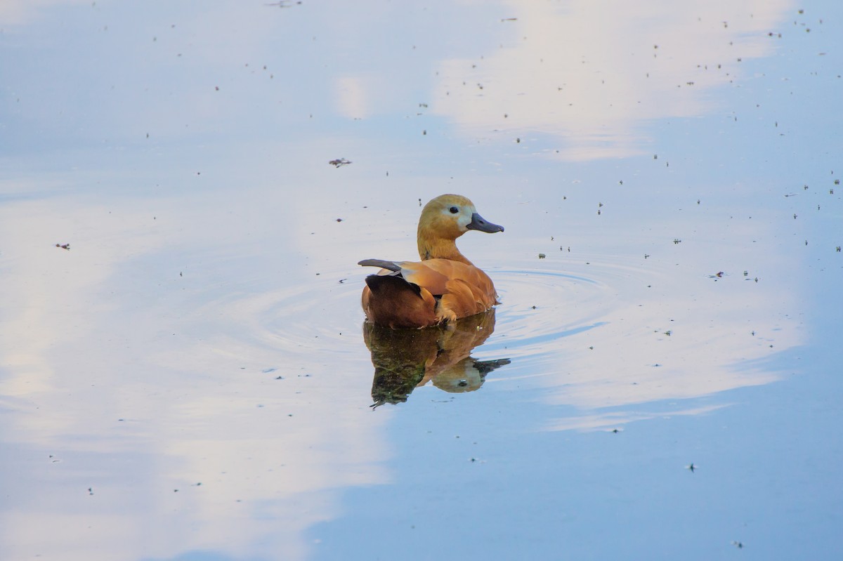 Ruddy Shelduck - ML644748712