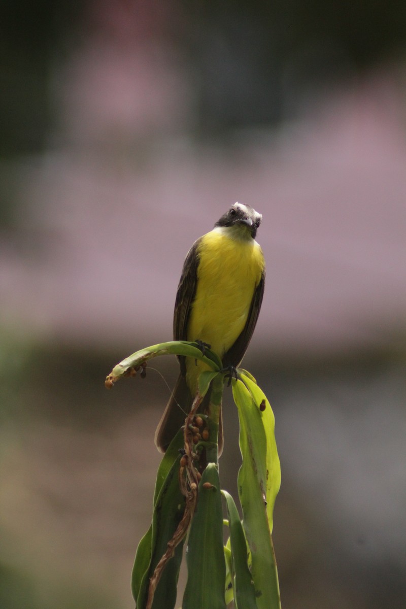 Sosyal Tiran - ML644748714