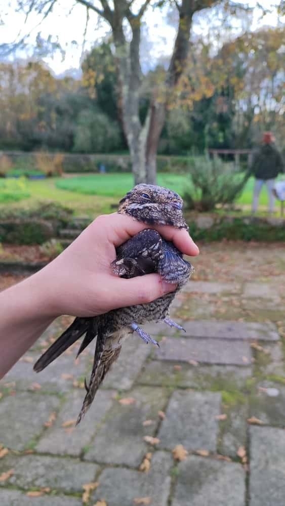 lelek lesní - ML644748715