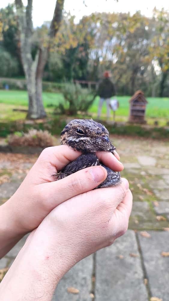 lelek lesní - ML644748716