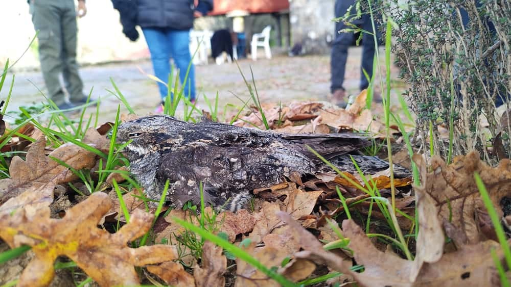 lelek lesní - ML644748717