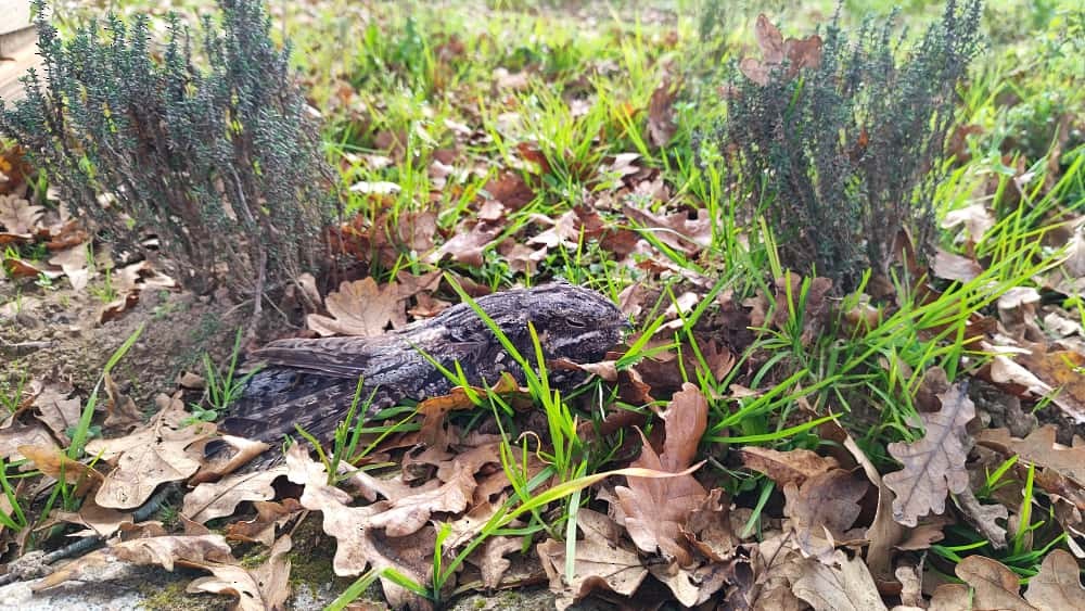 lelek lesní - ML644748718