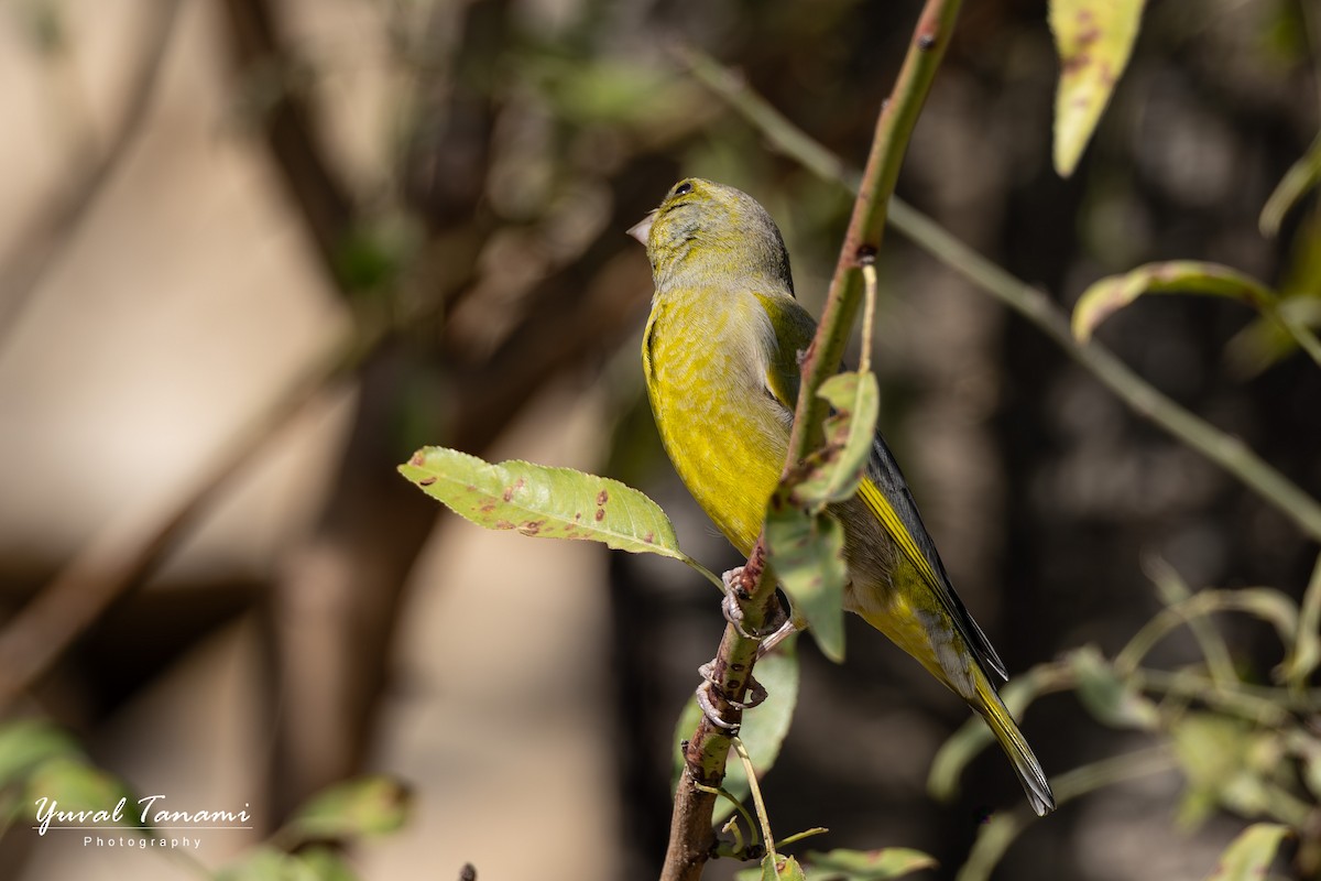 European Greenfinch - ML644748725