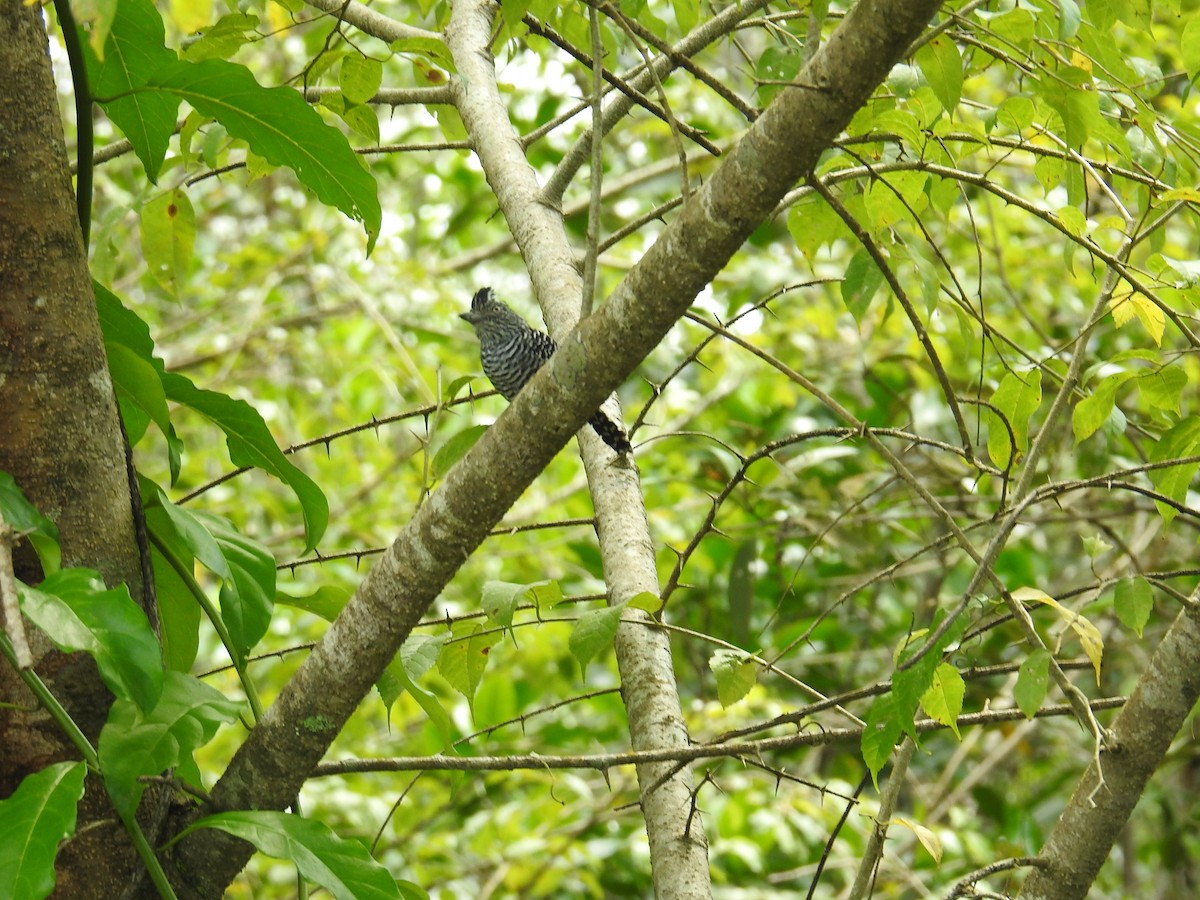 Barred Antshrike - ML644748730