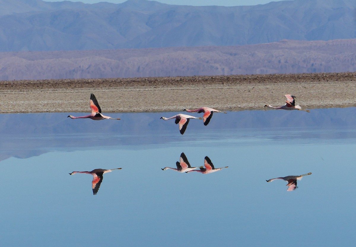 Andean Flamingo - ML644748742