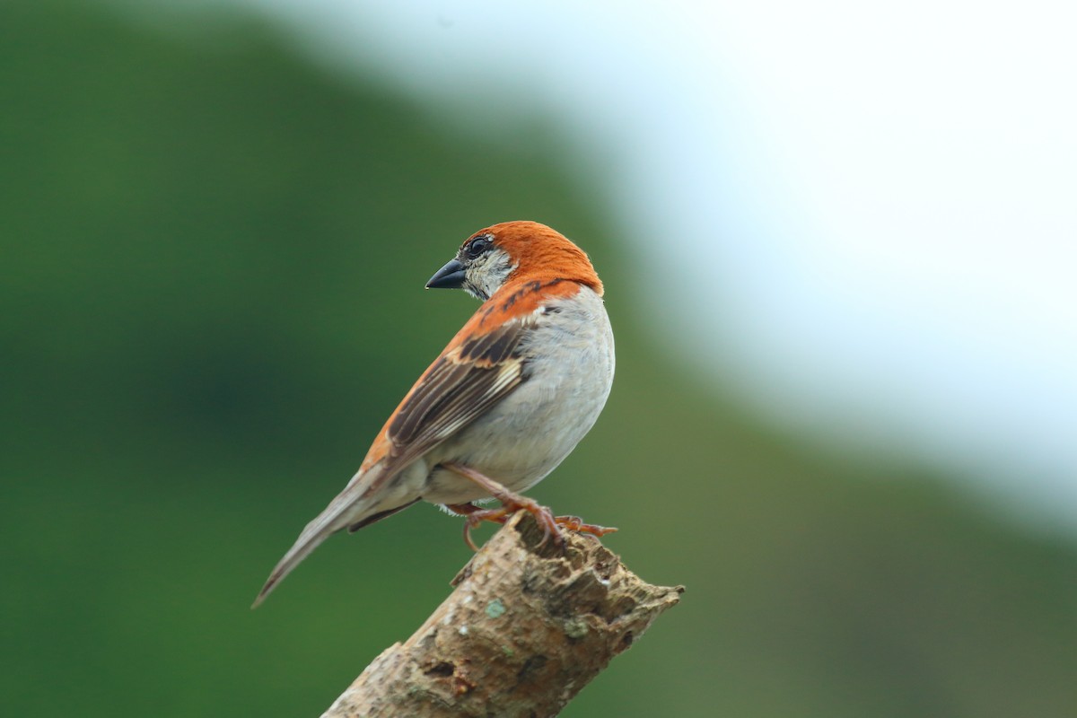 Горобець рудий - ML644748759