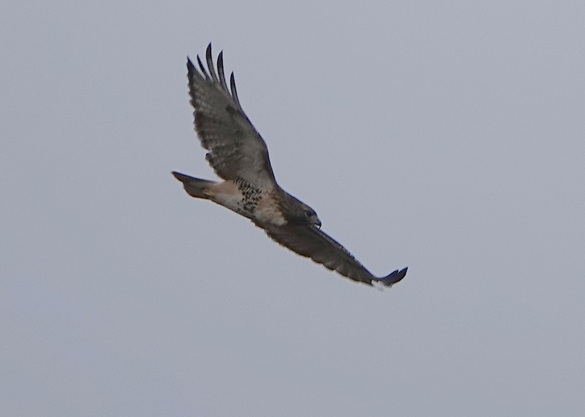 Red-tailed Hawk - ML644748762