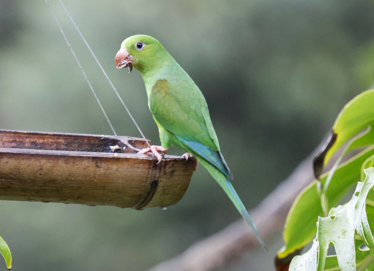 オナガミドリインコ - ML644748768