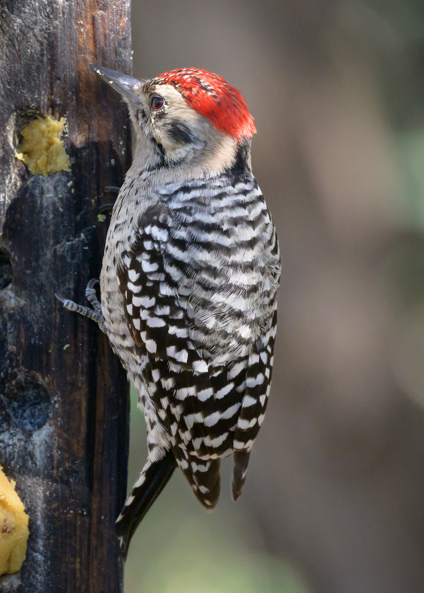 Ladder-backed Woodpecker - ML644748775