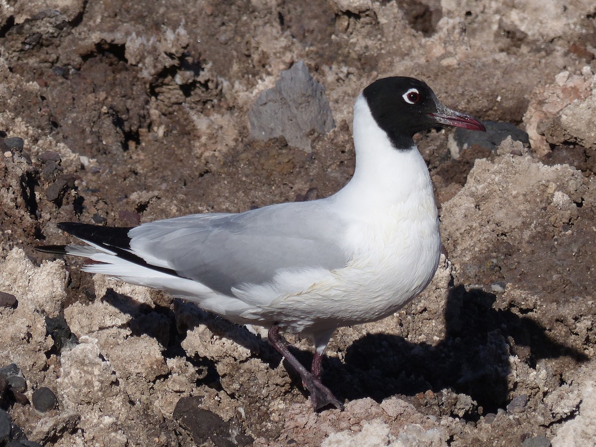Andean Gull - ML644748793
