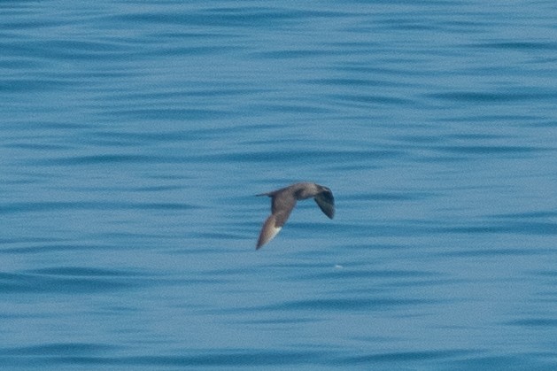 Parasitic Jaeger - ML644748800