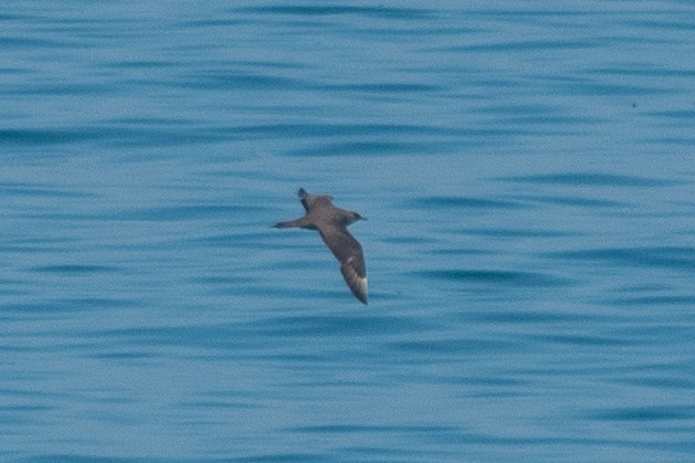 Parasitic Jaeger - ML644748802