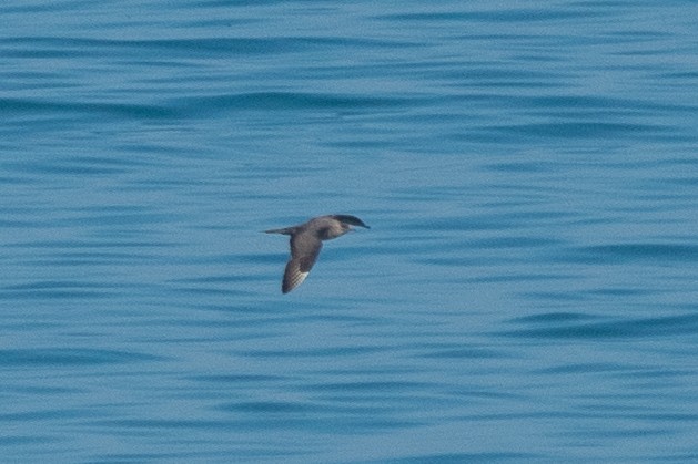 Parasitic Jaeger - ML644748805