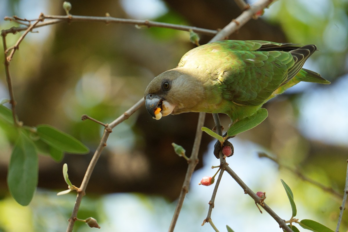 papoušek hnědohlavý - ML644748806