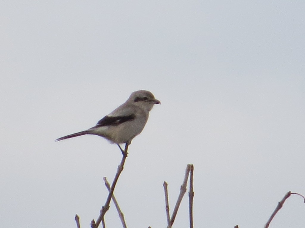Northern Shrike - ML644748844