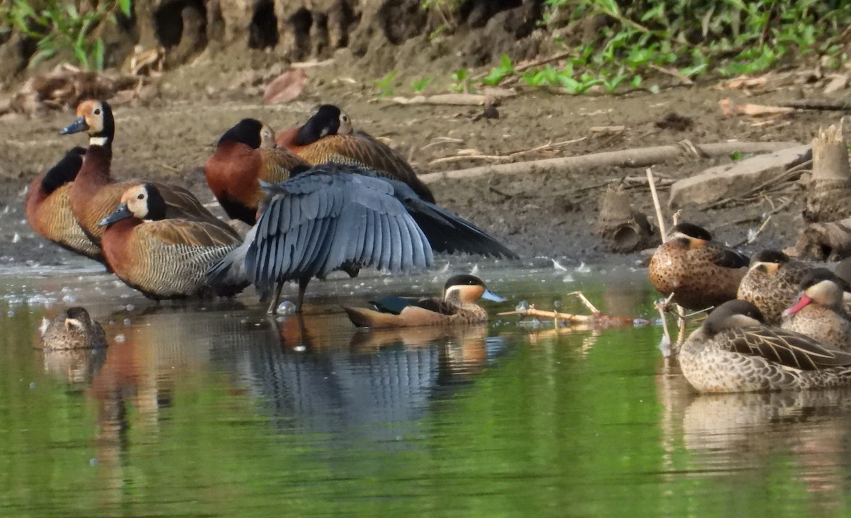 skyggehegre - ML644748847