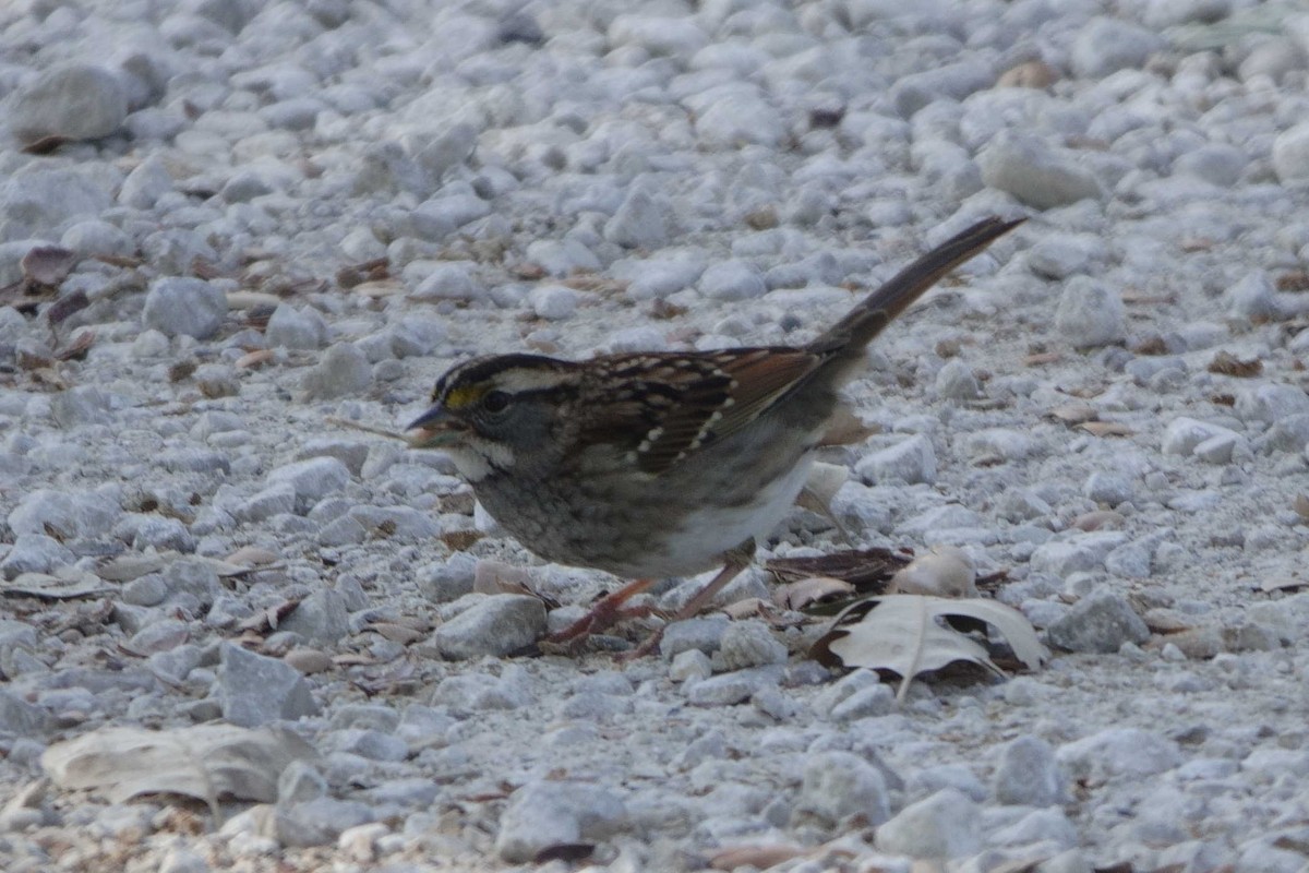 White-throated Sparrow - ML644748854