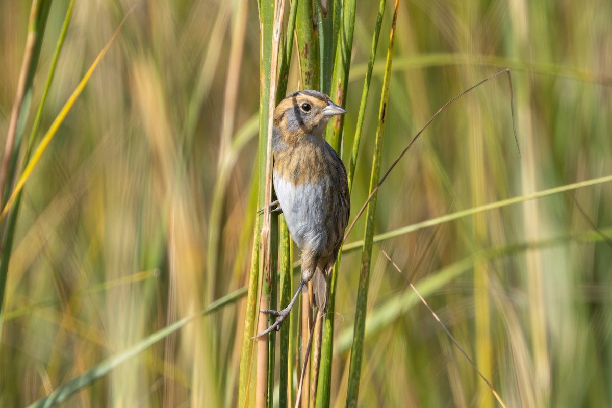 Nelson's Sparrow - ML644748856