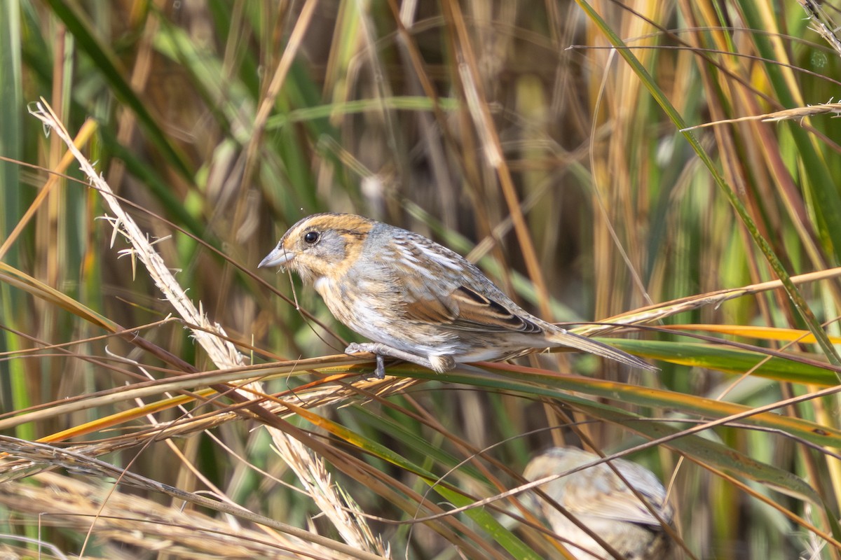 Nelson's Sparrow - ML644748857