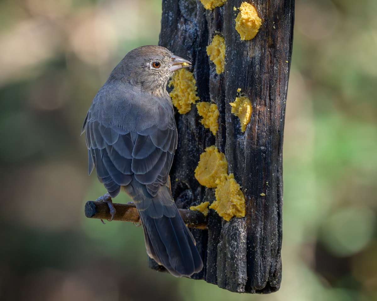 Canyon Towhee - ML644748858