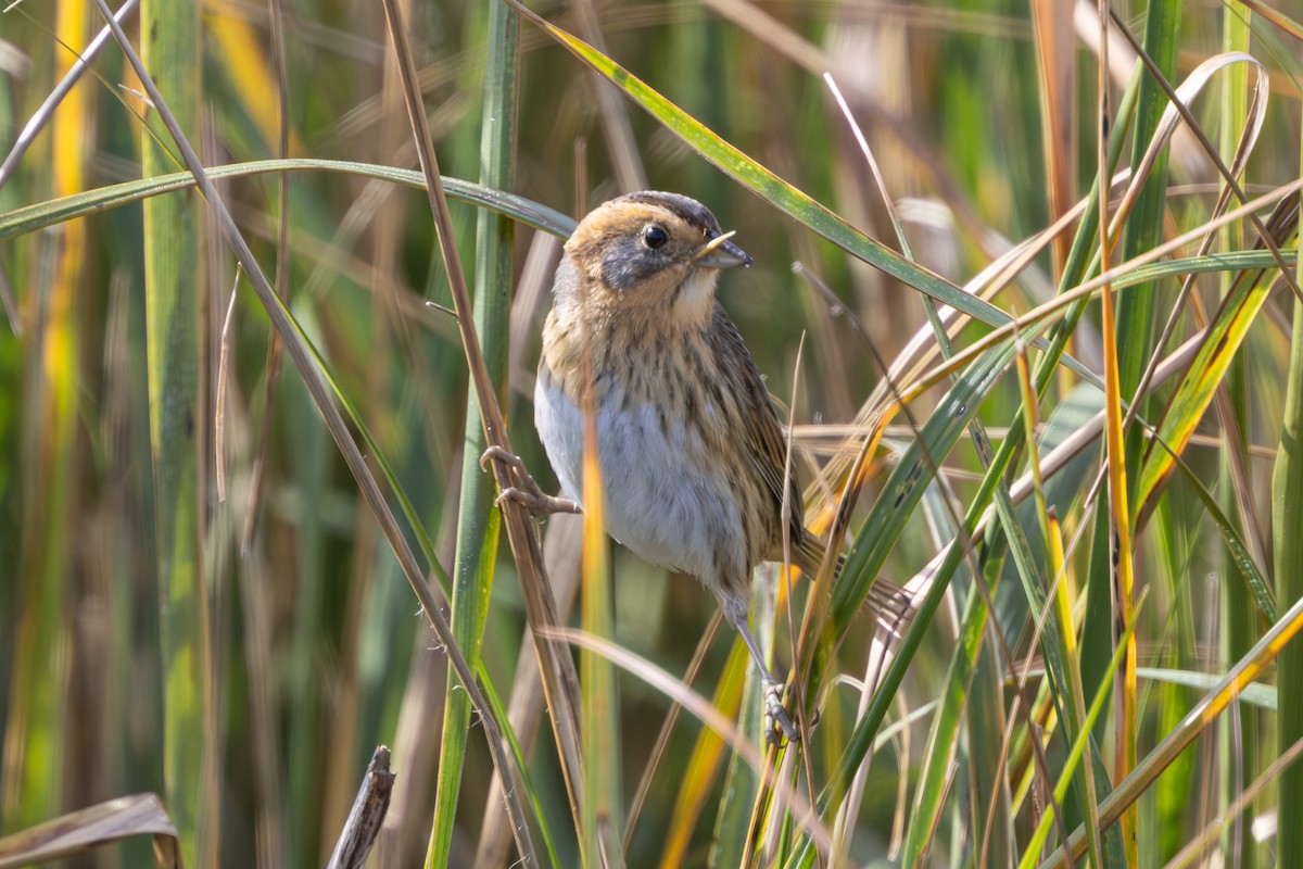 Nelson's Sparrow - ML644748859