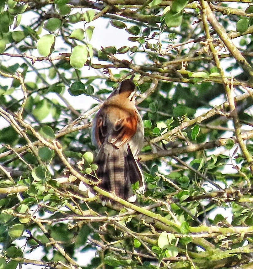 Brown-crowned Tchagra - ML644748870