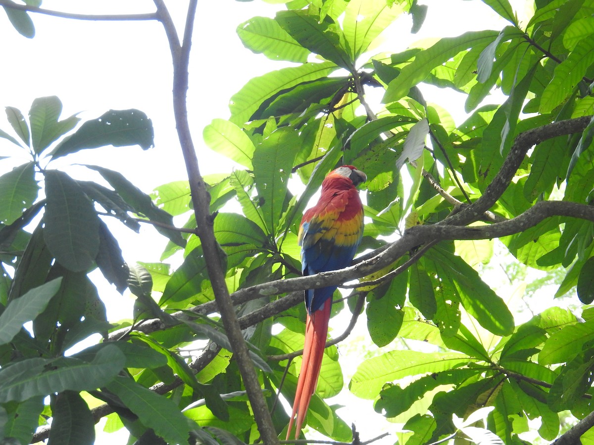 Scarlet Macaw - ML644748876