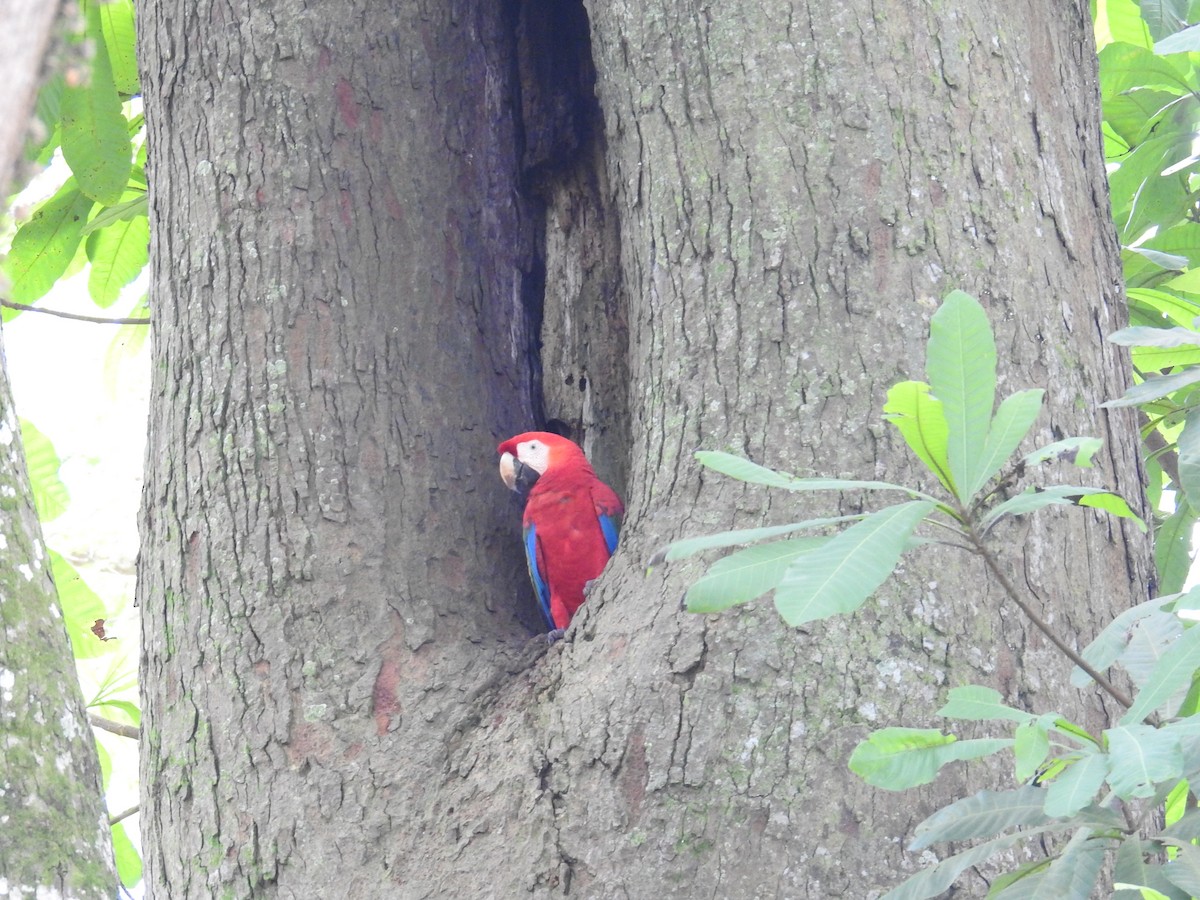 Scarlet Macaw - ML644748878