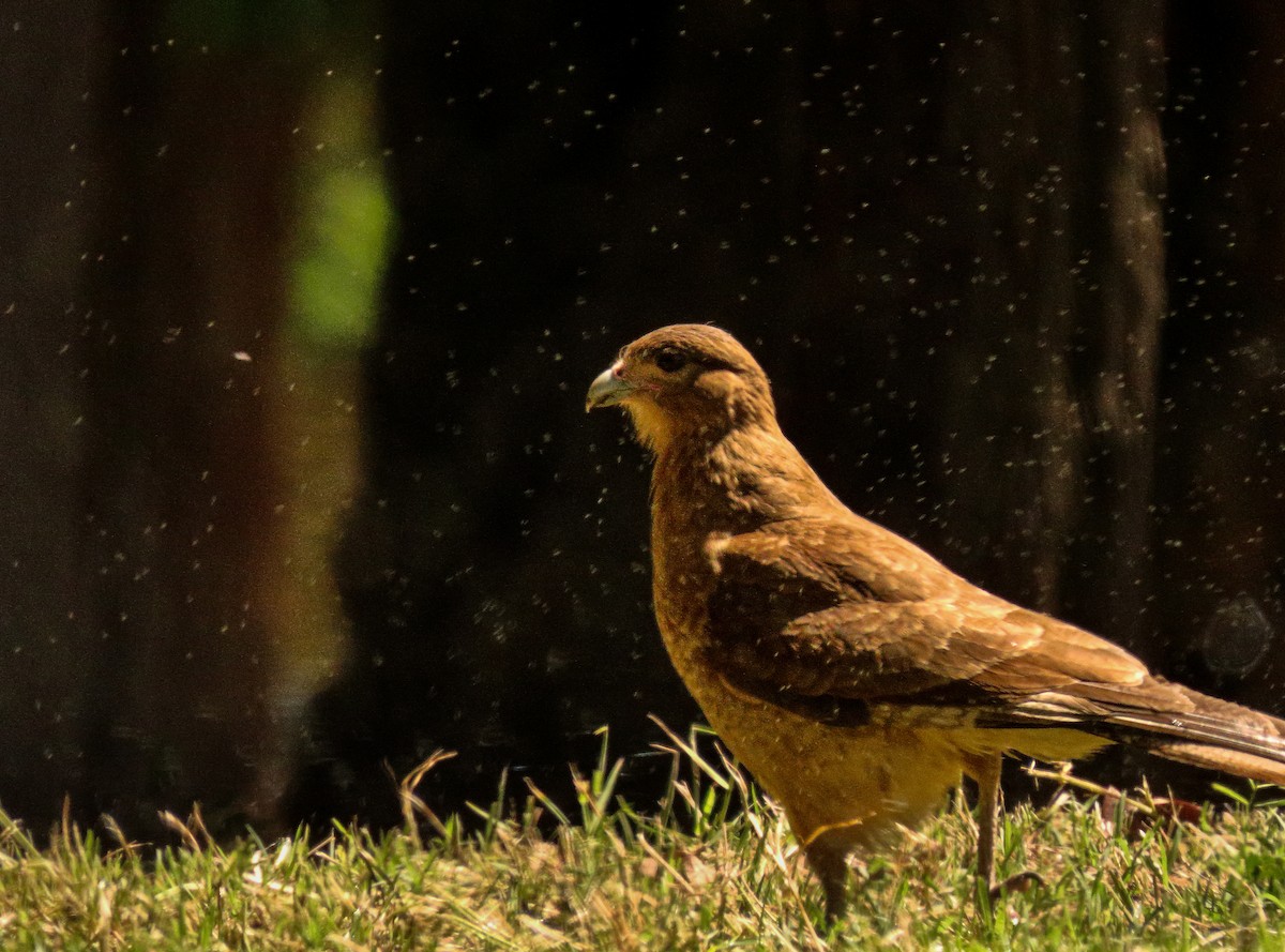 Chimango Caracara - ML644748895