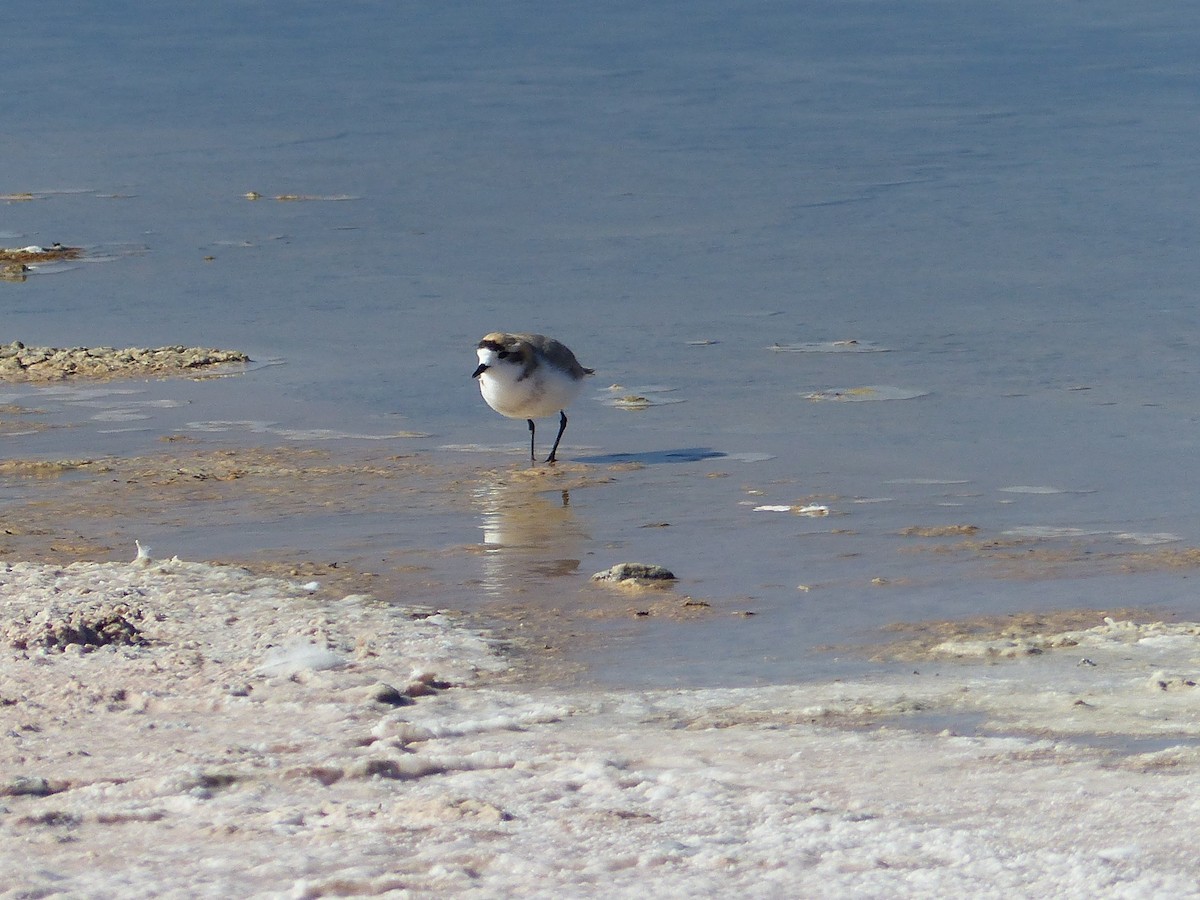 Puna Plover - ML644748898