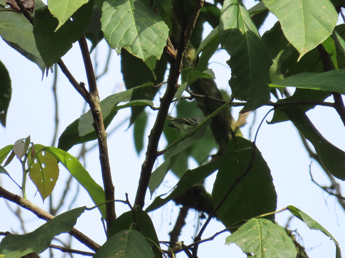 Пісняр-лісовик рудобокий - ML644748899