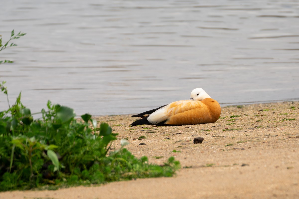 Ruddy Shelduck - ML644748900
