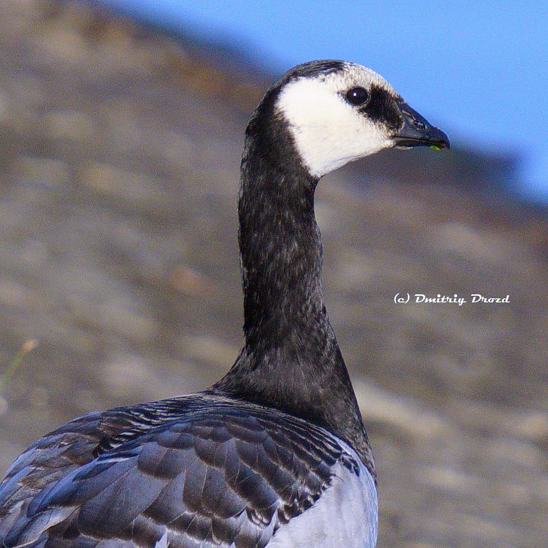 berneška bělolící - ML644748912