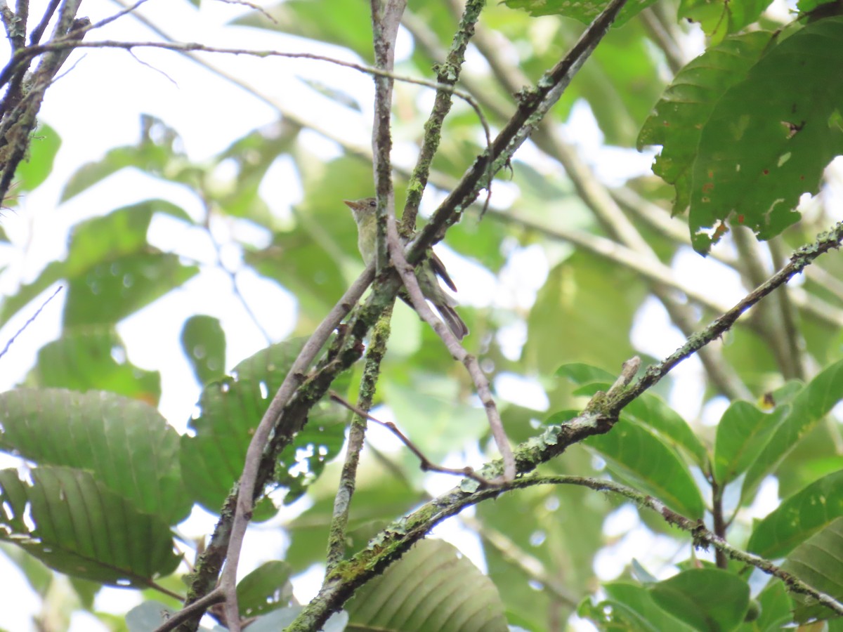 Желтобрюхий мухолов - ML644748918