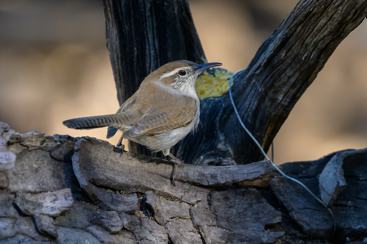 Підбуреник - ML644748929