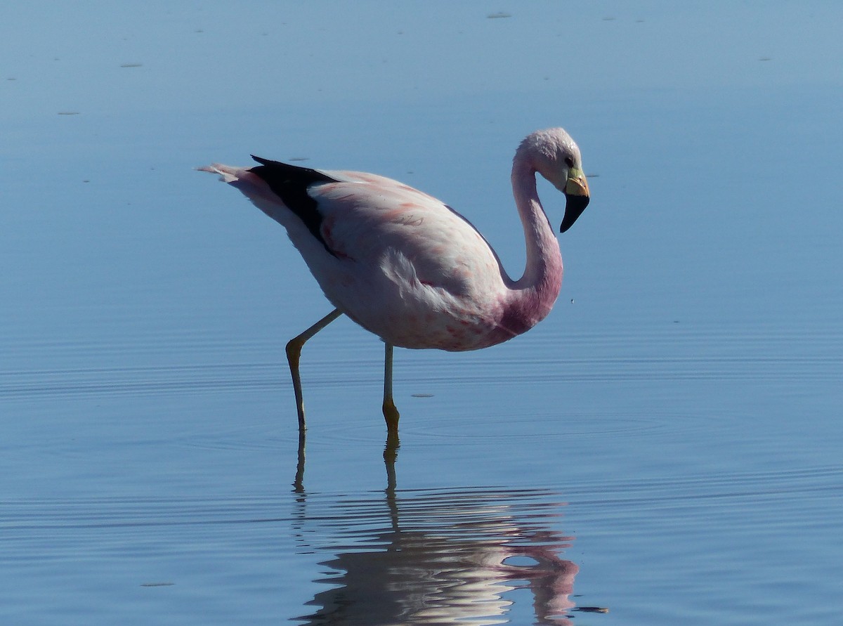 Andean Flamingo - ML644748931