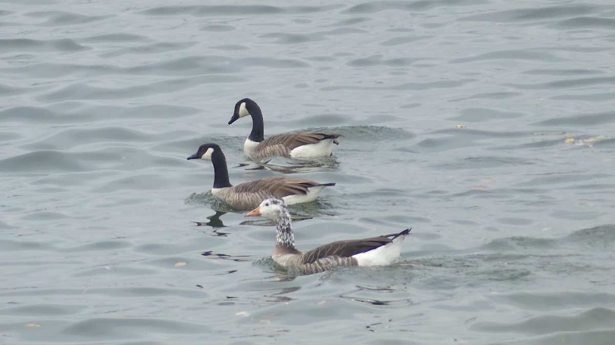 Graylag Goose (European) - ML644748941