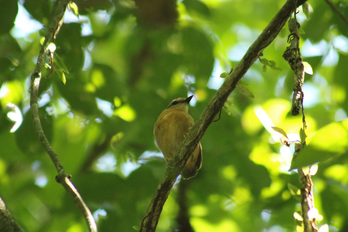 Black-cheeked Gnateater - ML644748942