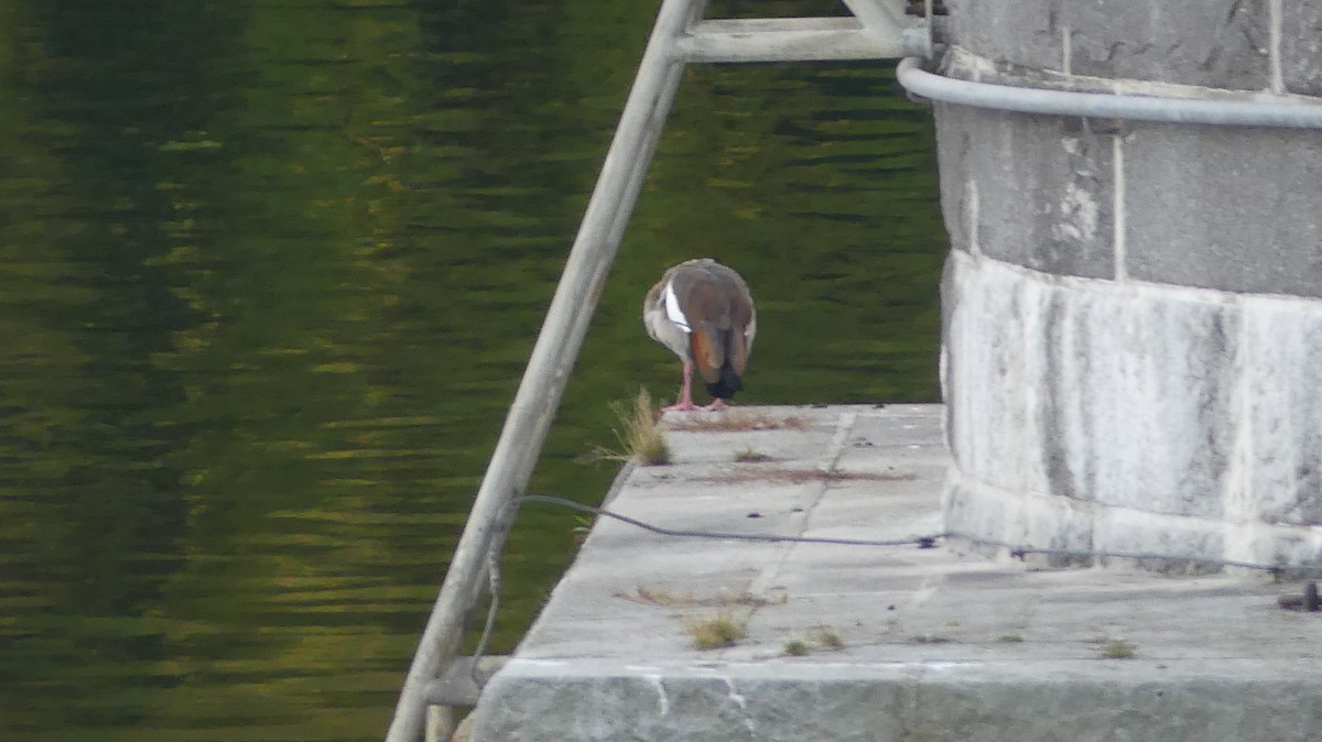 Egyptian Goose - ML644748968