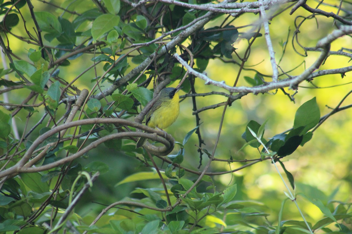 Жовтогорлик східний - ML644748970