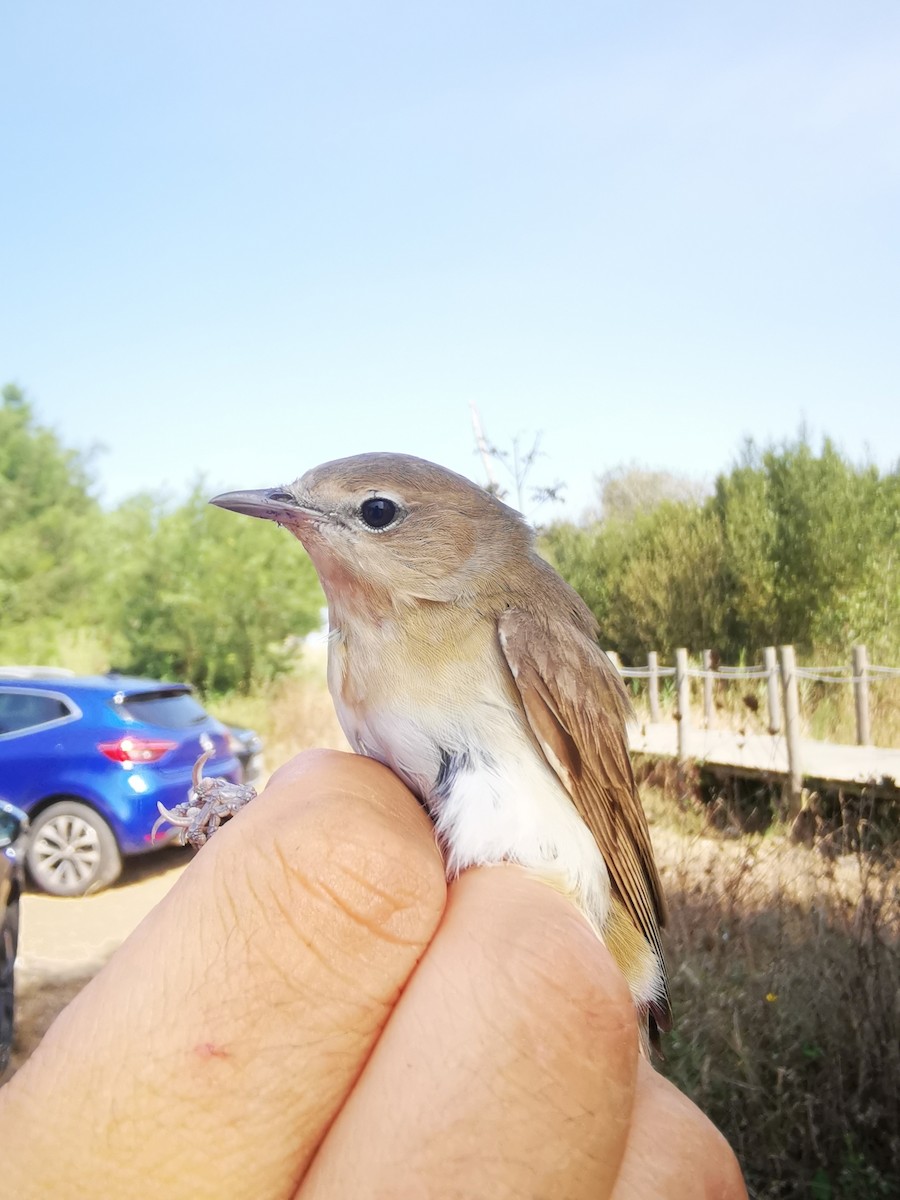 Garden Warbler - ML644748974