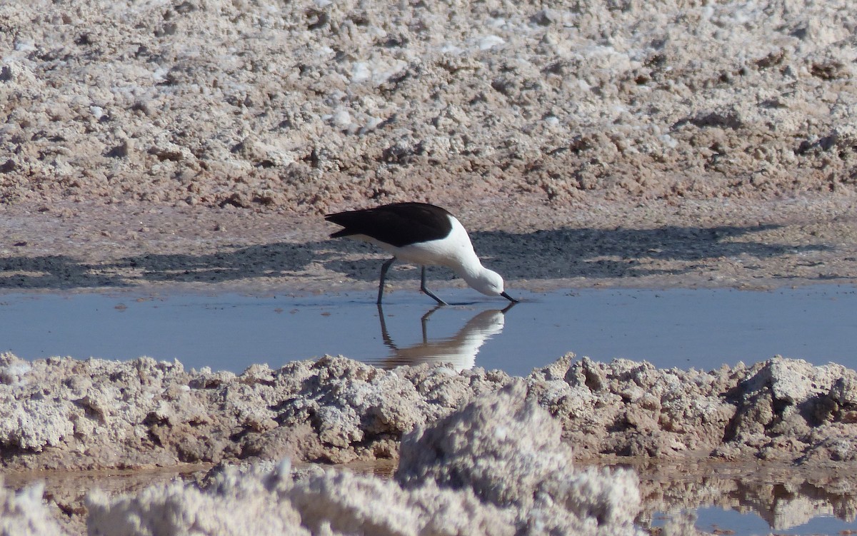 Andean Avocet - ML644748975