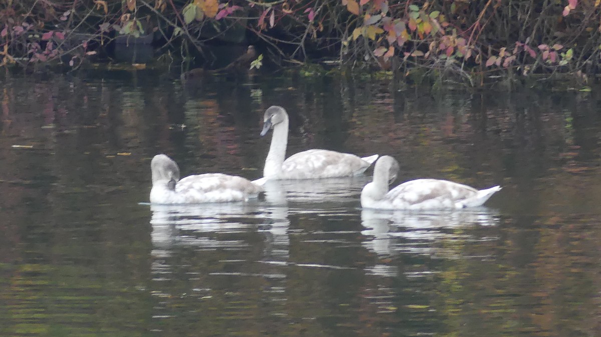 labuť velká - ML644748978