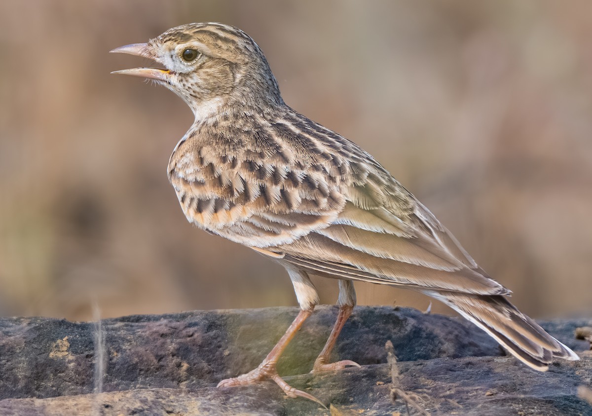 Alouette de Sykes - ML644748982