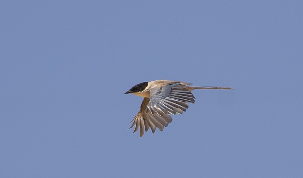 Iberian Magpie - ML644748992