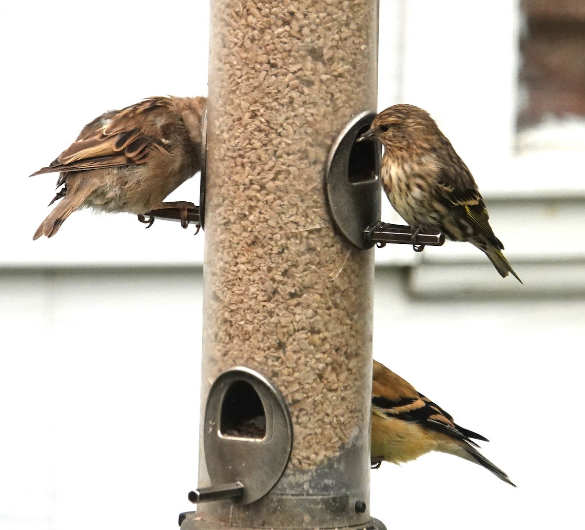 Pine Siskin - ML644748995