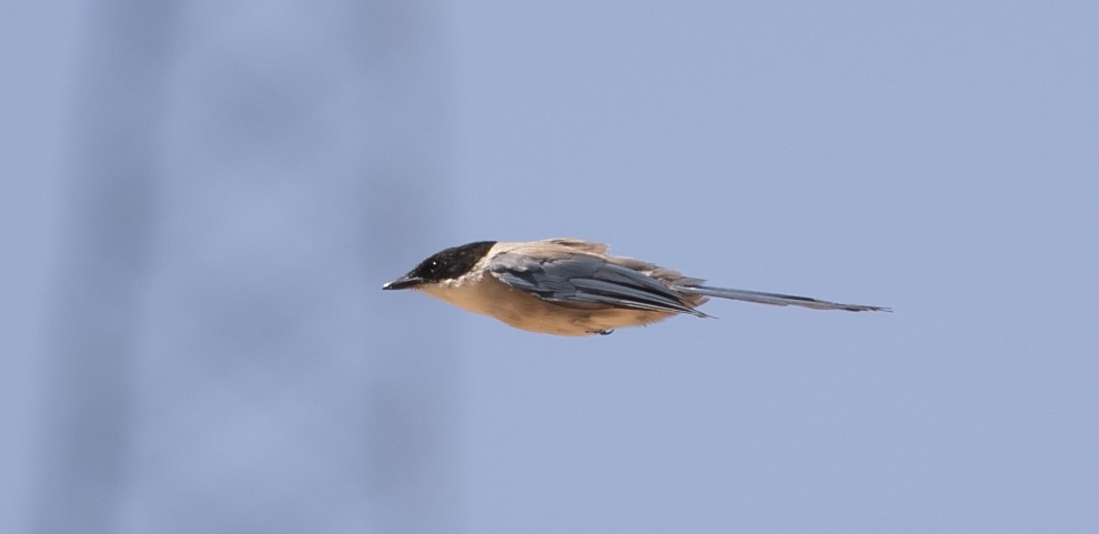 Iberian Magpie - ML644748996