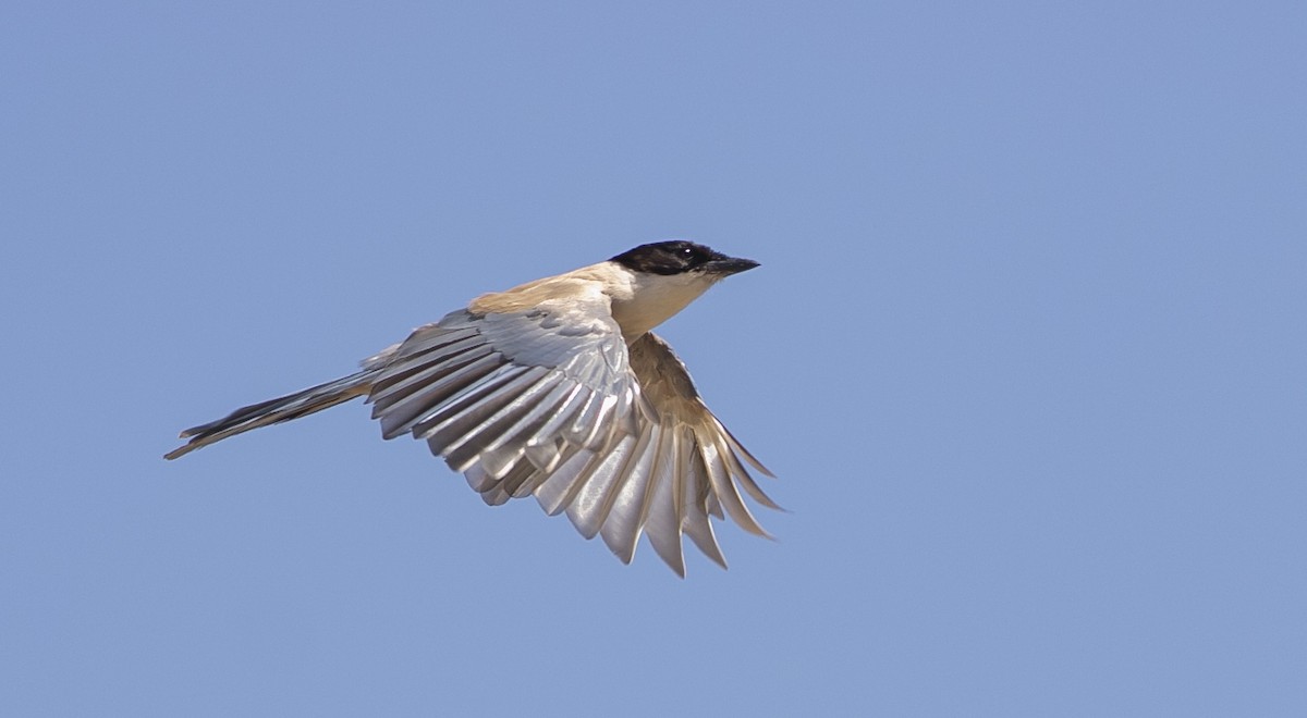 Iberian Magpie - ML644748999