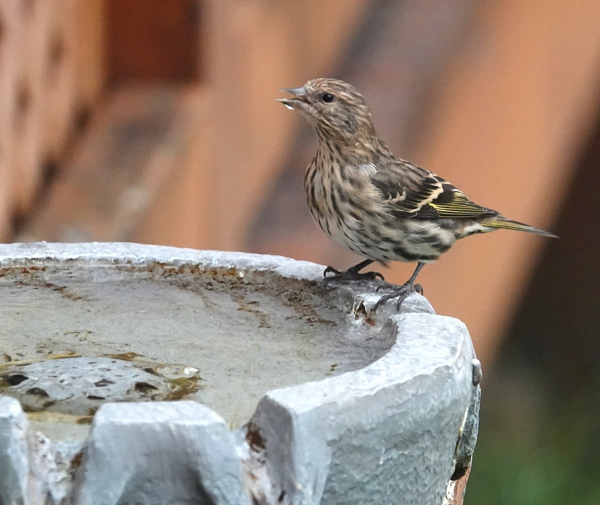Pine Siskin - ML644749001