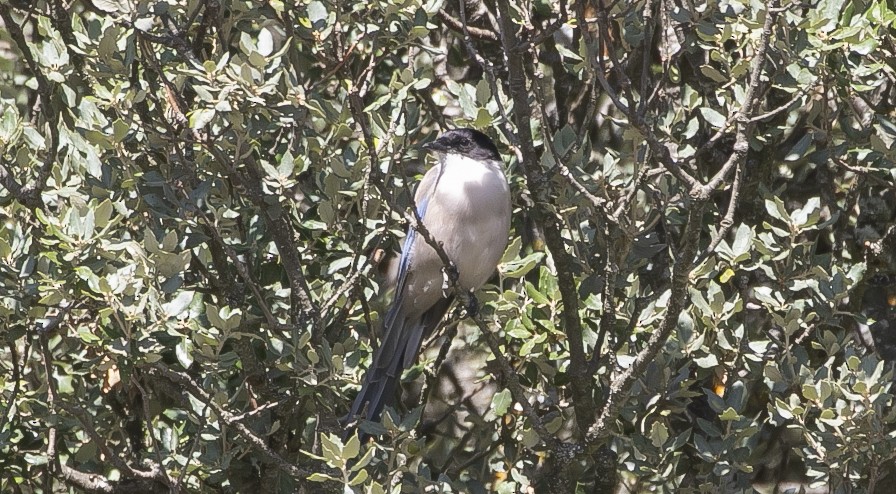 Iberian Magpie - ML644749002